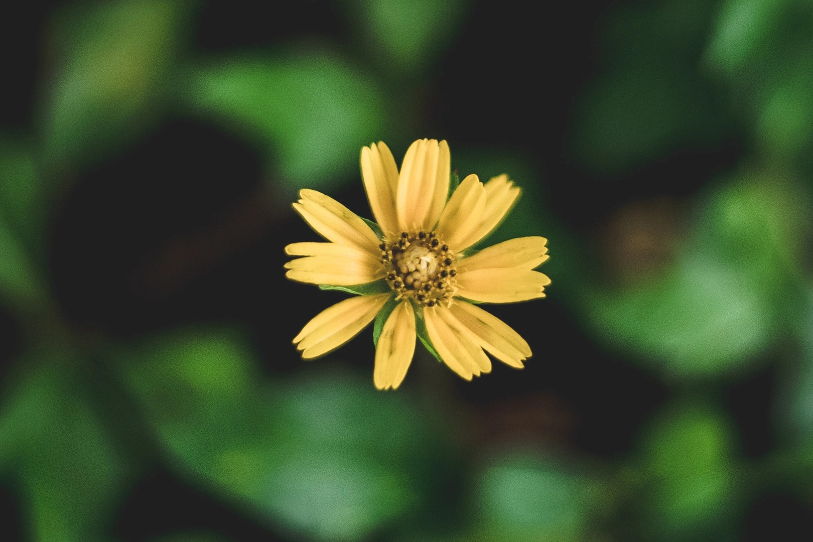 Flowers-Singel-Flower-9x6-1.jpg